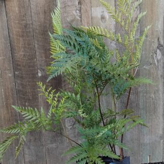 Leatherleaf Fern