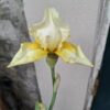 1000067848-scaled.jpg Bearded Iris Soft yellow