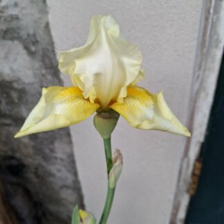 Bearded Iris Soft yellow