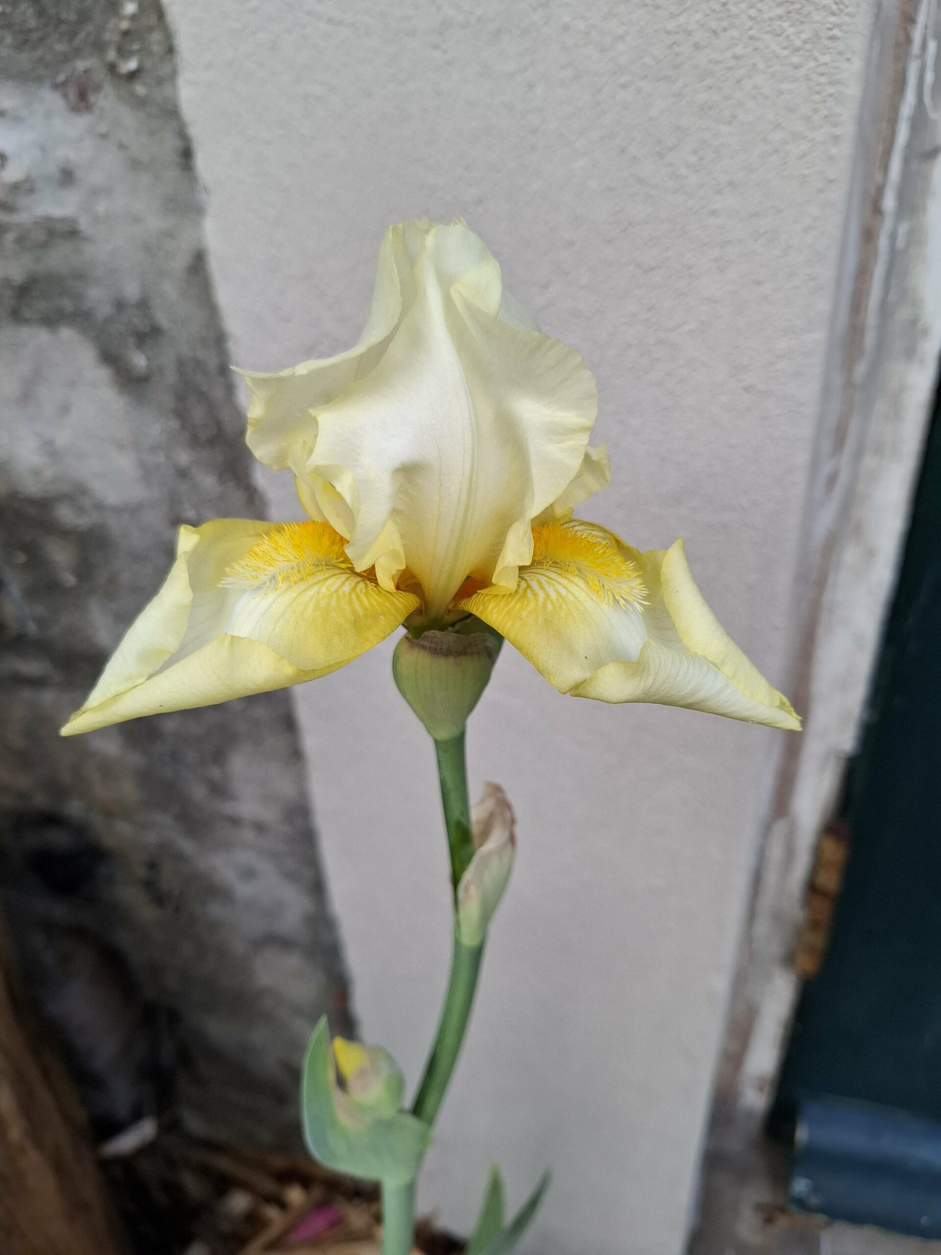 Bearded Iris Soft yellow