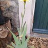 1000067849-scaled.jpg Bearded Iris Soft yellow