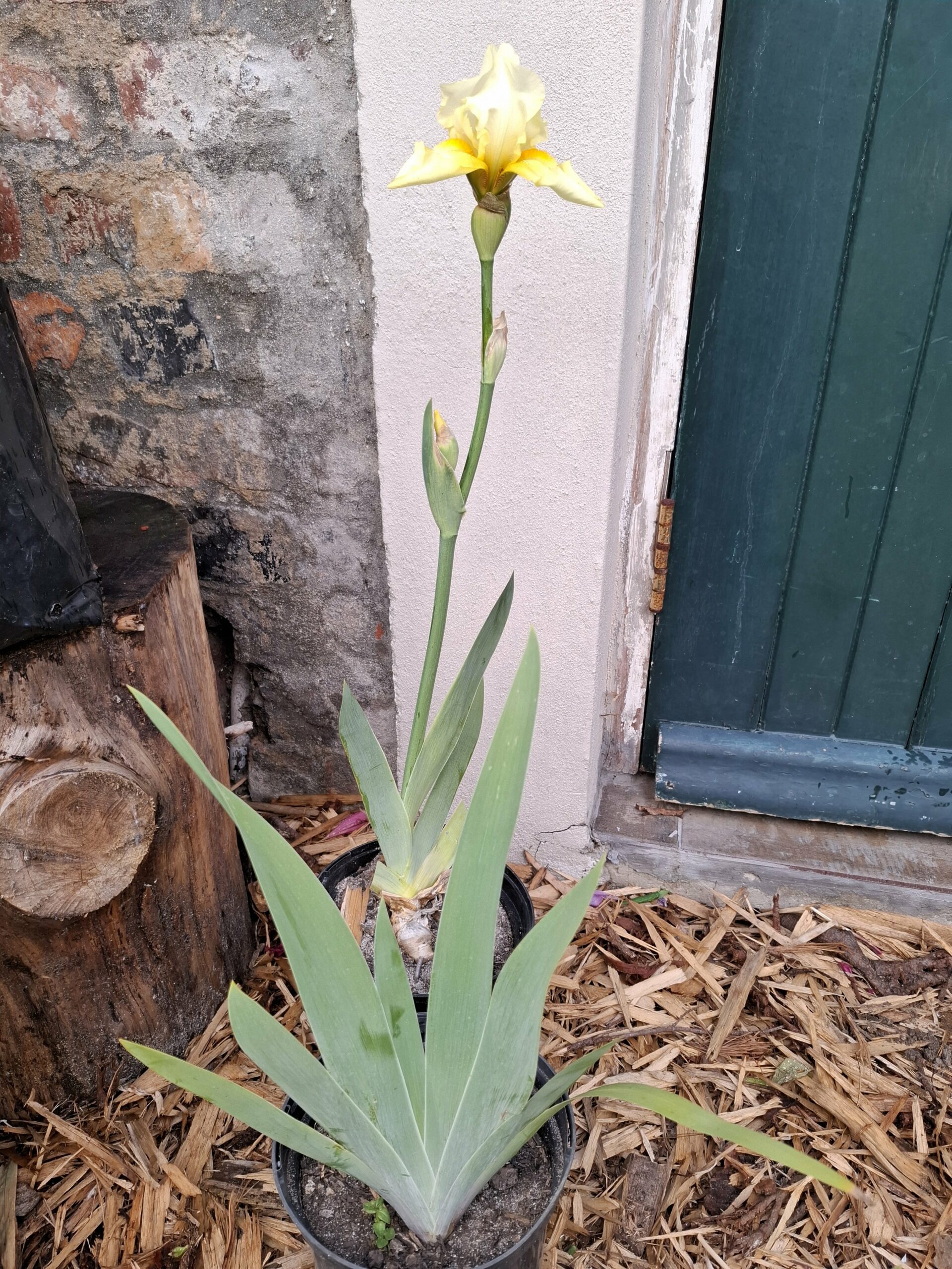 Bearded Iris Soft yellow - Image 2