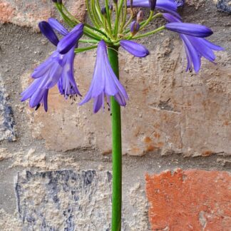 AGAPANTHUS African Lily - Jonie 3L