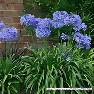 AGAPANTHUS African Lily - Nana Blue 3L