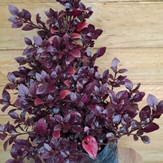 ALTERNANTHERA BRASILIANA Joyweed - Purple Prince 2,5L