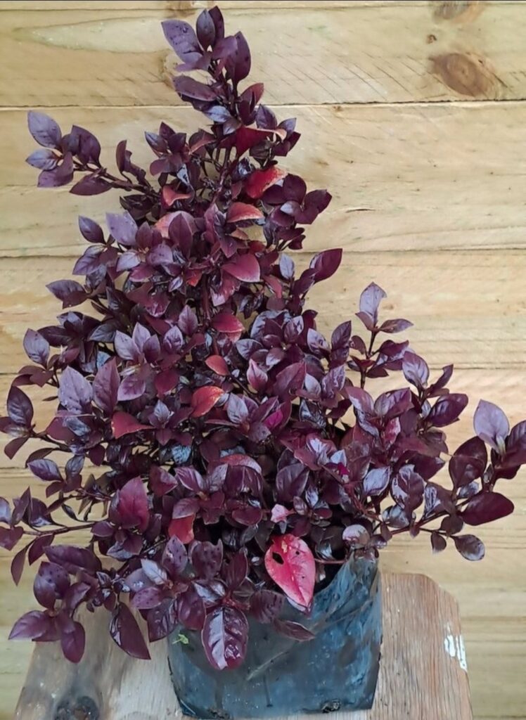 1000078967.jpg ALTERNANTHERA BRASILIANA Joyweed - Purple Prince 2,5L