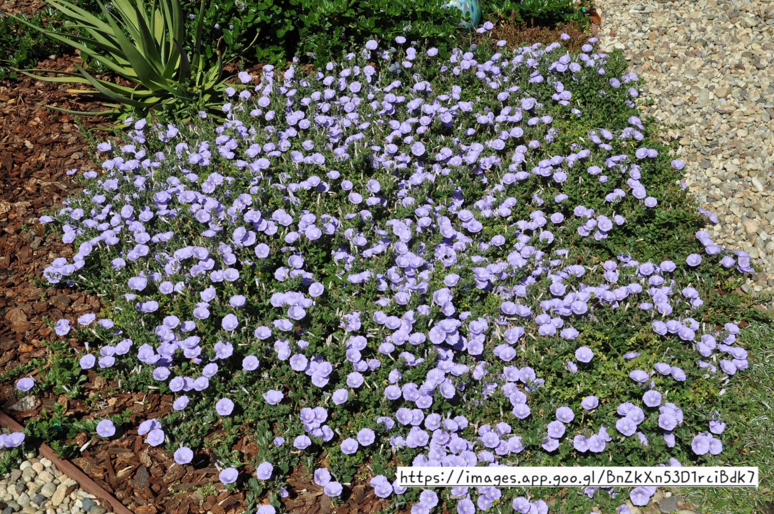 CONVOLVULUS SABATIUS/ MAURITANICUS Ground Morning Glory 2,5L
