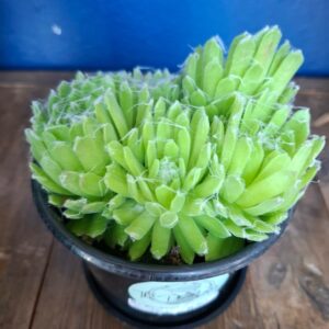 1000109028.jpg Sempervivum Cobweb Houseleek