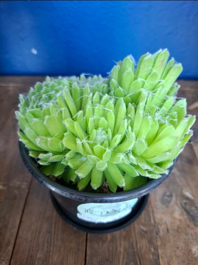 1000109028.jpg Sempervivum Cobweb Houseleek