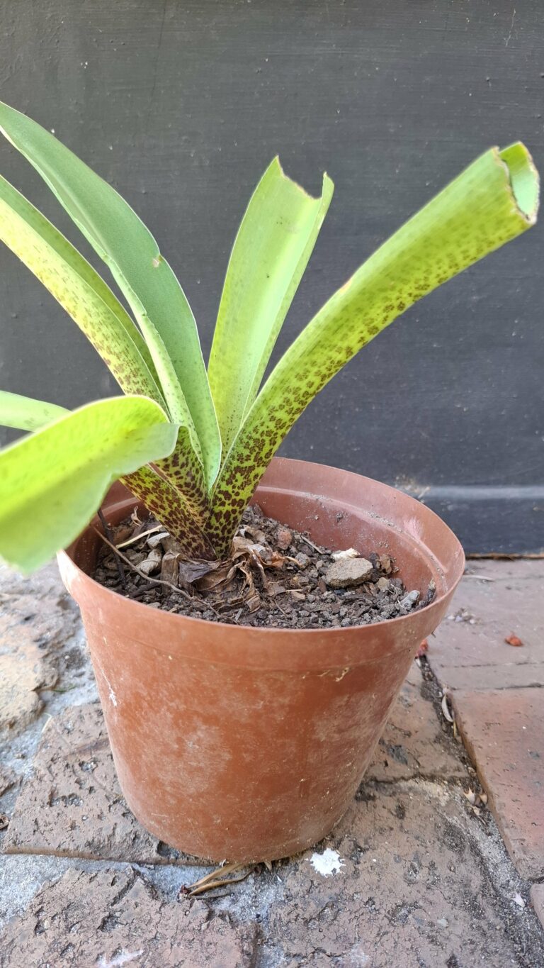 1000130357-scaled.jpg Pineapple Lily Eucomis