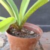 1000130357-scaled.jpg Pineapple Lily Eucomis