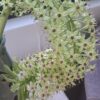 1000130360.jpg Pineapple Lily Eucomis