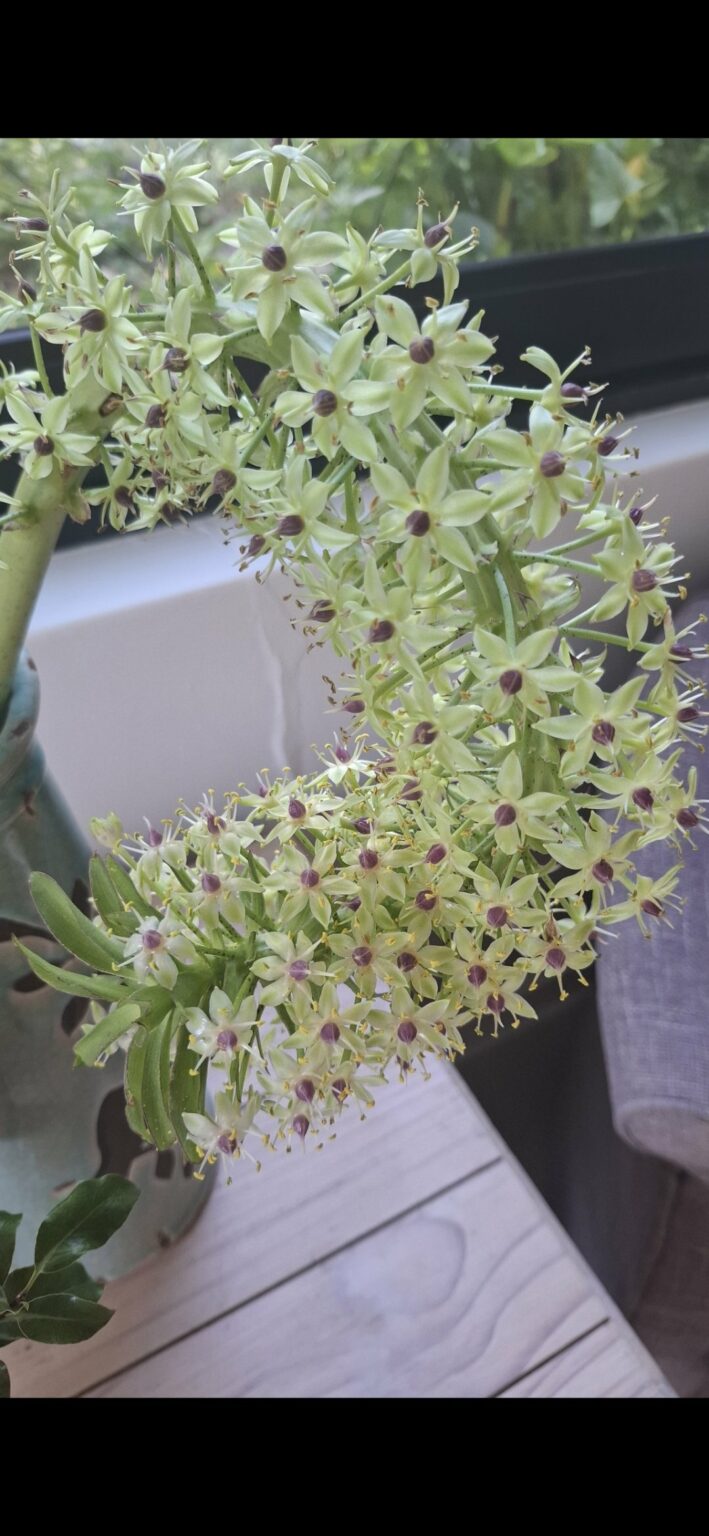 1000130360.jpg Pineapple Lily Eucomis