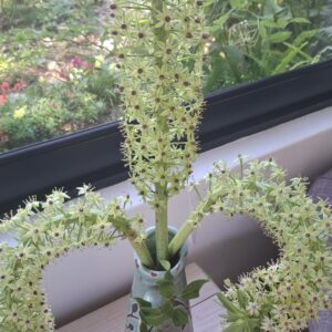 Pineapple Lily Eucomis