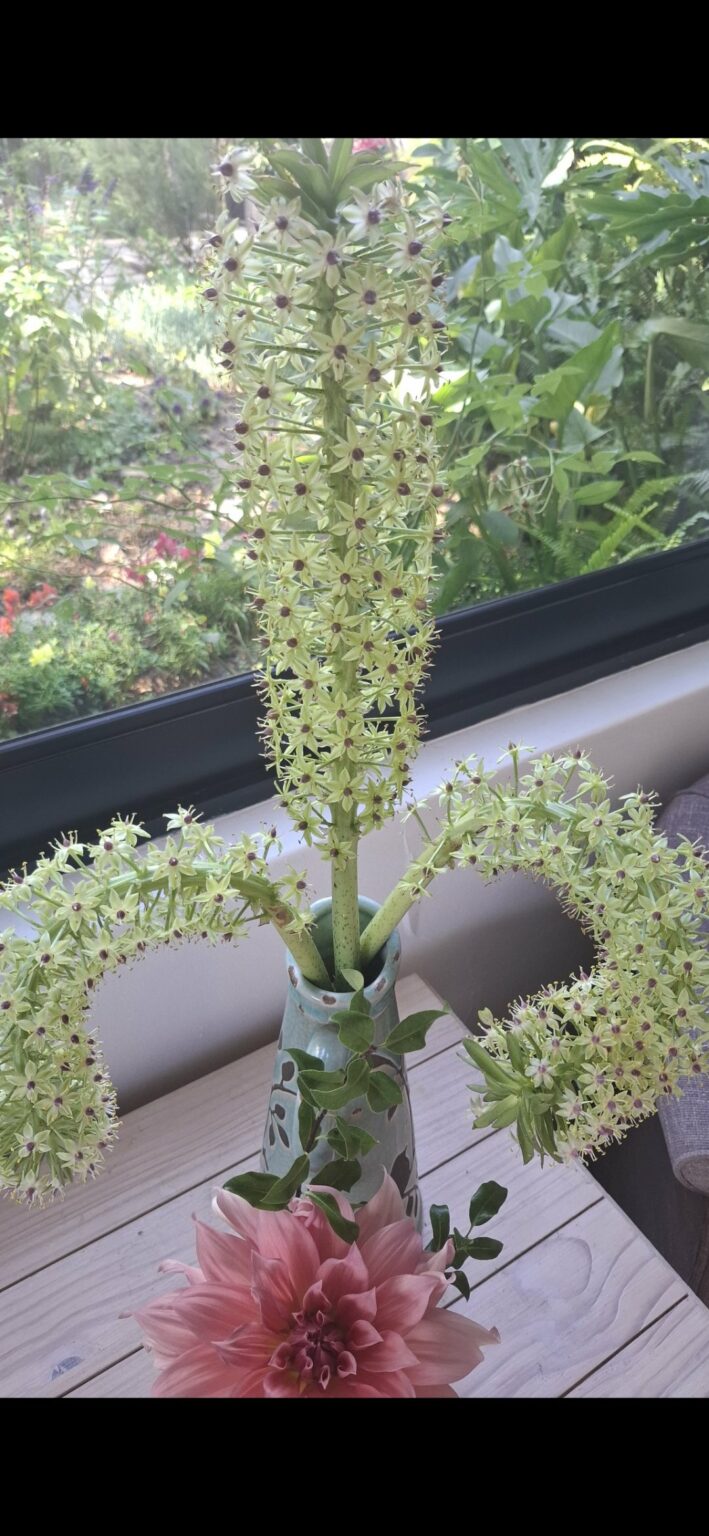 1000130361.jpg Pineapple Lily Eucomis
