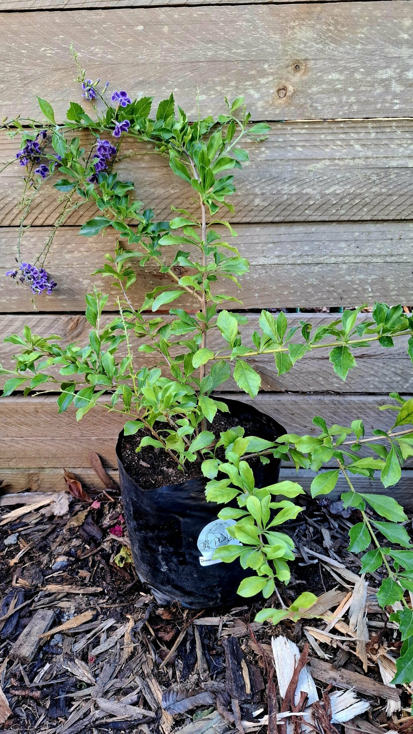 Durantha Sapphire Showers