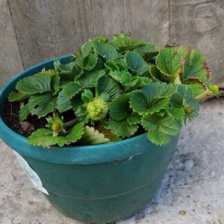 Chandler Strawberry 20cm