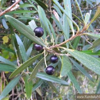 OLEA EUROPEA SUBS AFRICANA Wild Olive / Olienhout 6L