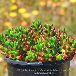 SEDUM RUBROTINCTUM Jelly Bean Plant 15cm