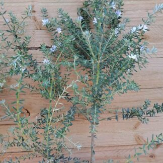 WESTRINGIA FRUTICOSA Australian Coastal Rosemary - White 2,5L