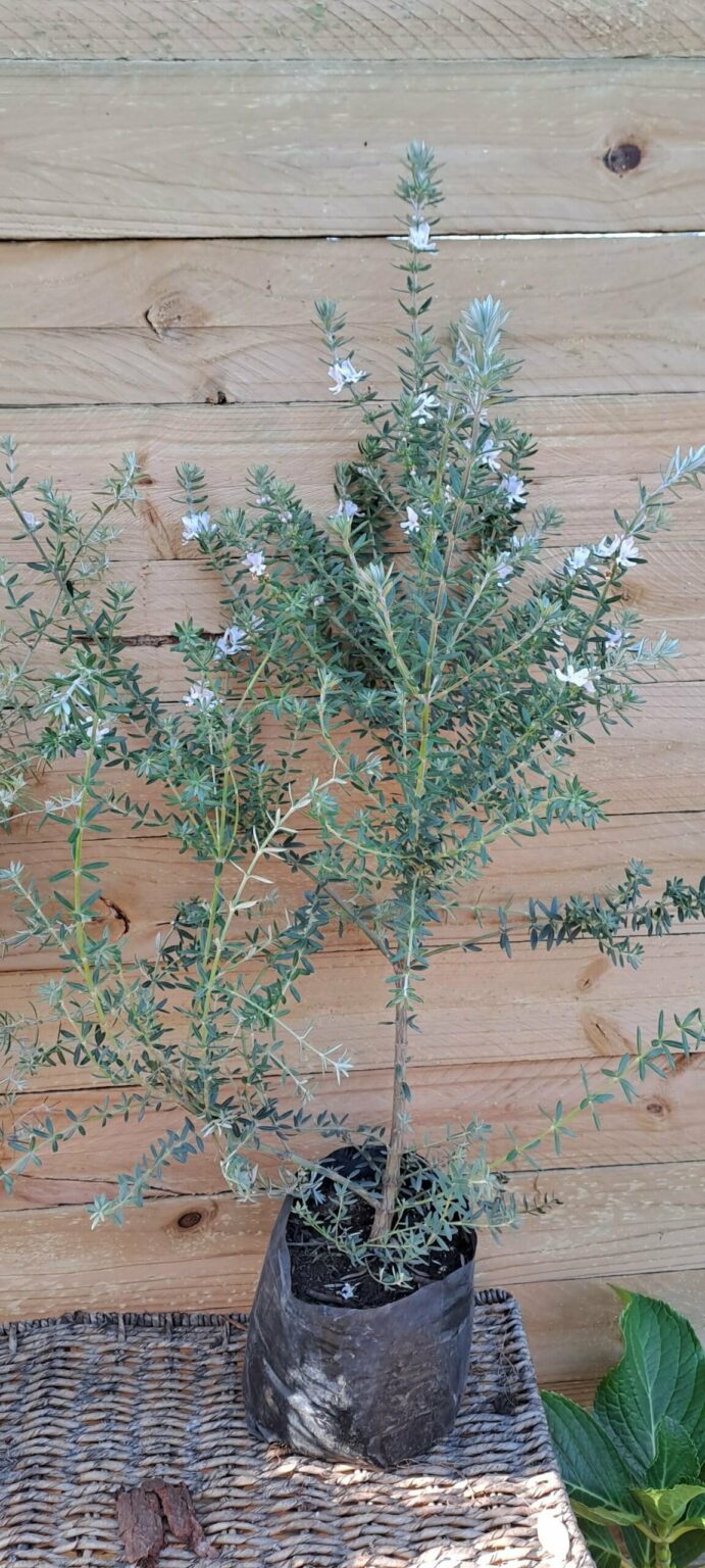 1000157549.jpg WESTRINGIA FRUTICOSA Australian Coastal Rosemary - White 2,5L
