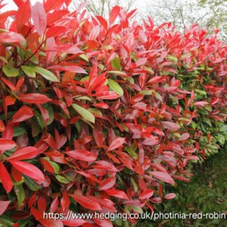 PHOTINIA FRASERI Chinese Hawthorn - Red Robin 4,5L