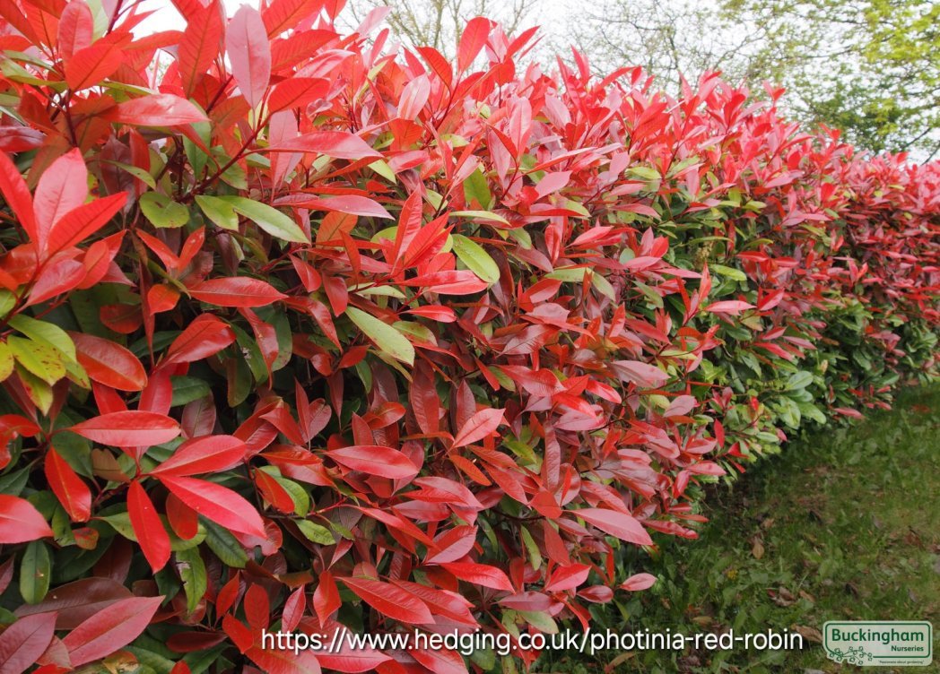PHOTINIA FRASERI Chinese Hawthorn - Red Robin 4,5L