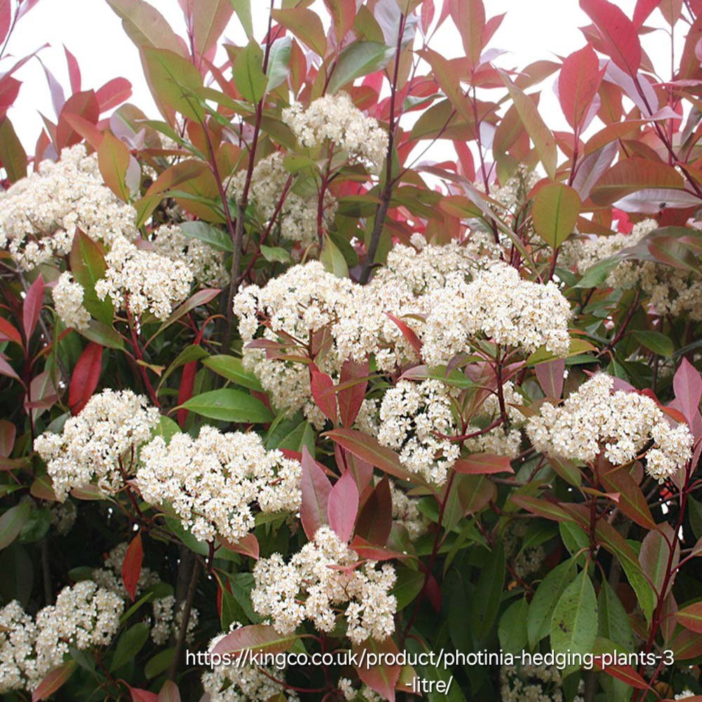 PHOTINIA FRASERI Chinese Hawthorn - Red Robin 4,5L - Image 2