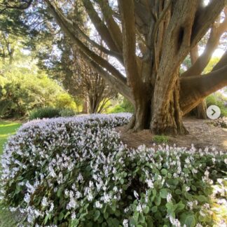 PLECTRANTHUS CILLIATUS Speckled Spur Flower - White 3L