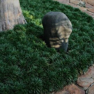 OPHIOPOGON JAPONICUS KYOTO Dwarf Mondo Grass 1L