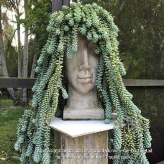 SEDUM MORGANIANUM Stonecrop - Donkey's Tail 12cm