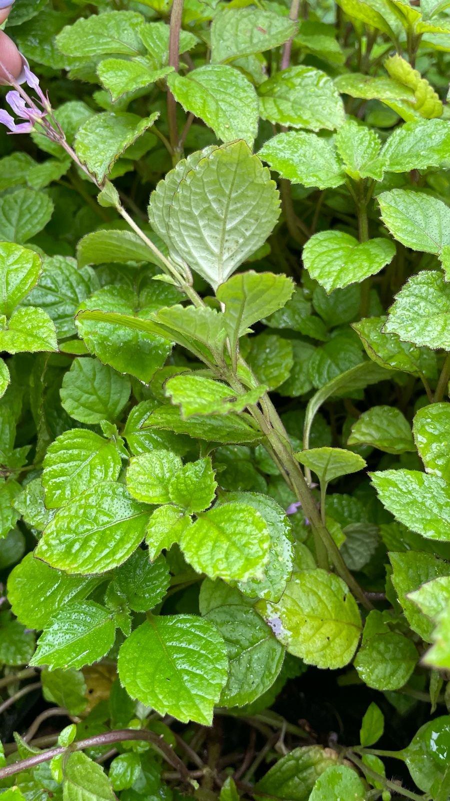 PLECTRANTHUS CILLIATUS Richard Spur Flower - Pink 3L - Image 2