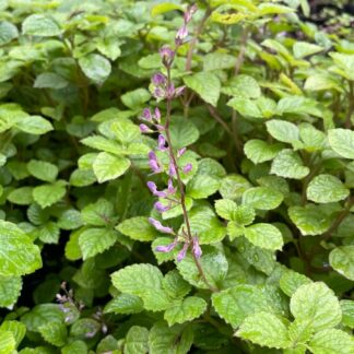 PLECTRANTHUS CILLIATUS Richard Spur Flower - Pink 3L