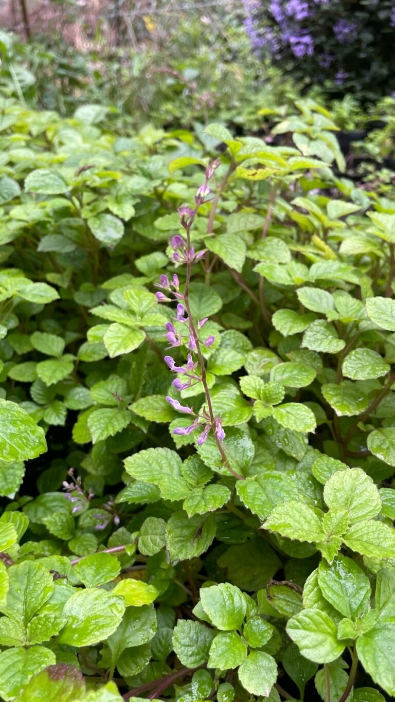 1000157707.jpg PLECTRANTHUS CILLIATUS Richard Spur Flower - Pink 3L