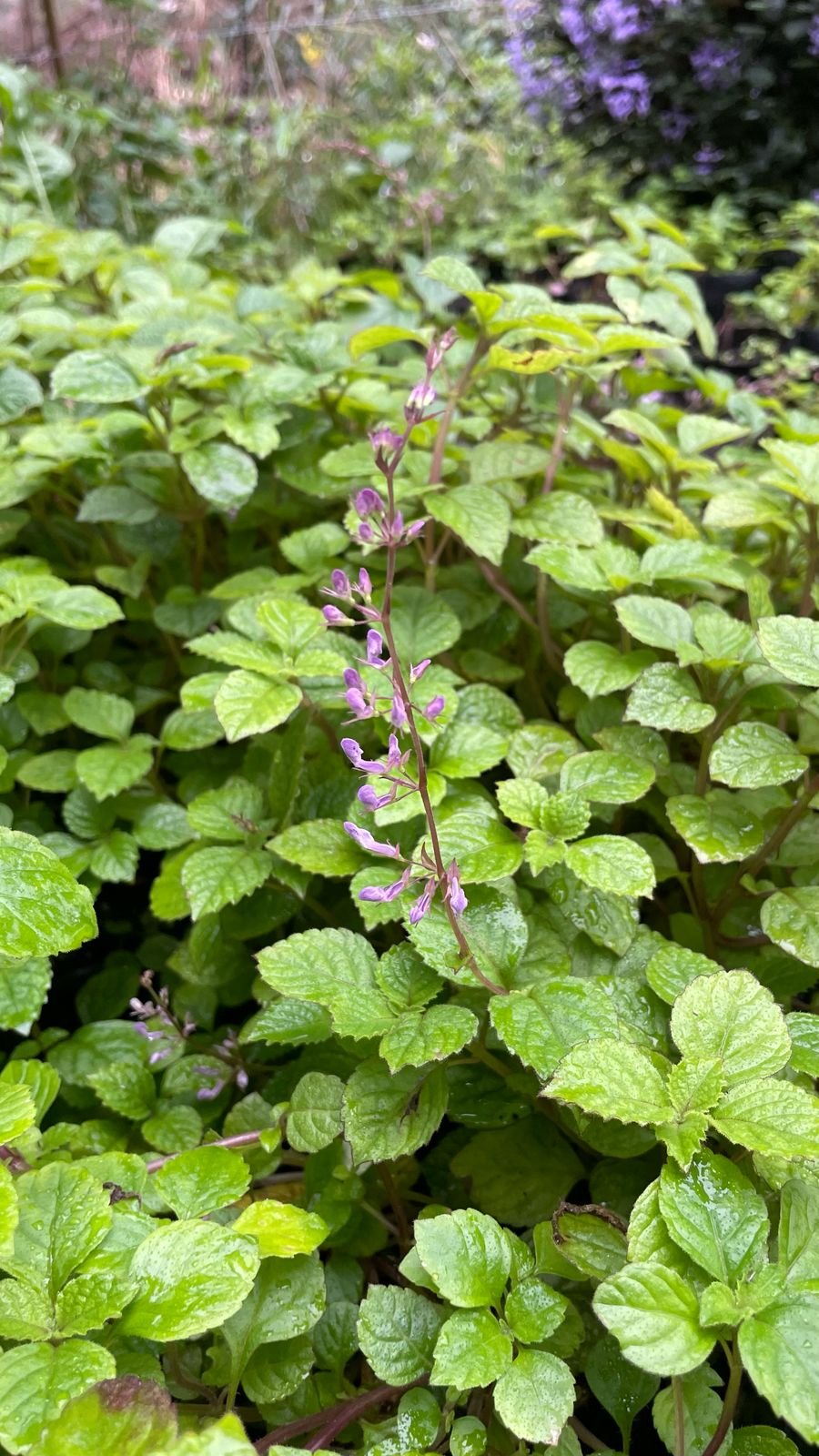 PLECTRANTHUS CILLIATUS Richard Spur Flower - Pink 3L