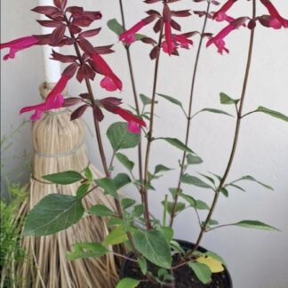 SALVIA X HYBRIDA Salvia - Salmia Dark Purple 17cm