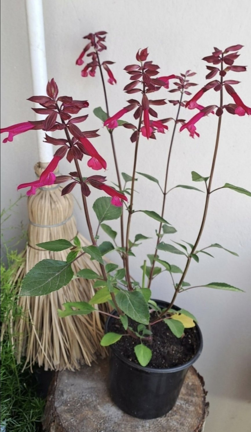 SALVIA X HYBRIDA Salvia - Salmia Dark Purple 17cm