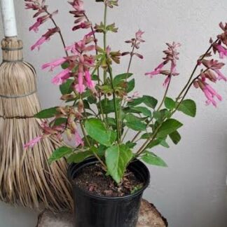 SALVIA X HYBRIDA - Salmia Pink 17cm