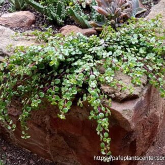 PORTULACARIA AFRA Spekboom - Prostrata 2,5L