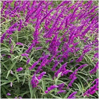Mexican Sage Salvia Leucantha Dark Purple 15cm