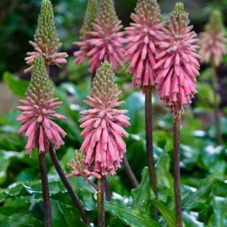 Veltheimia Bracteata FOREST LILY
