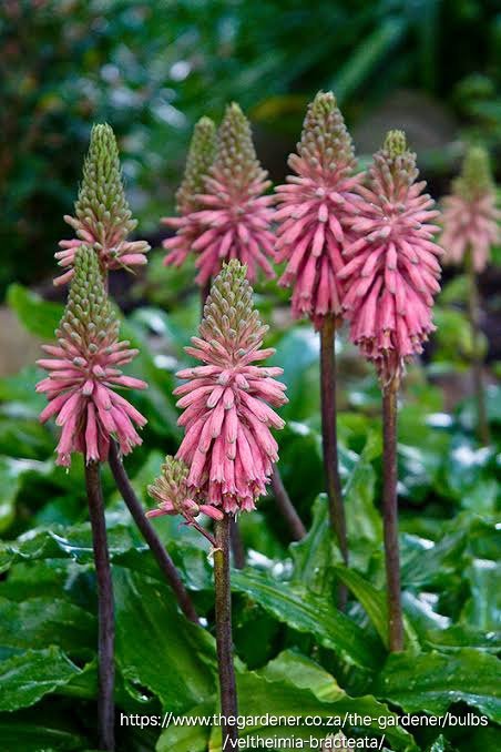 Veltheimia Bracteata FOREST LILY