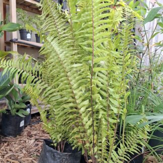 Giant Sword Fern