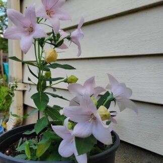 PLATYCODON GRANDIFLORUS Balloon Flower - Pop Star Pink 17cm