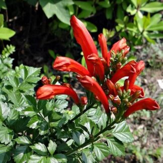 TECOMARIA CAPENSIS Cape Honeysuckle - Red 4,5L