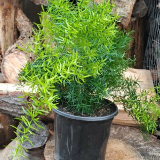 ASPARAGUS DENSIFOLIA Asparagus Fern - Sprengerii 17cm