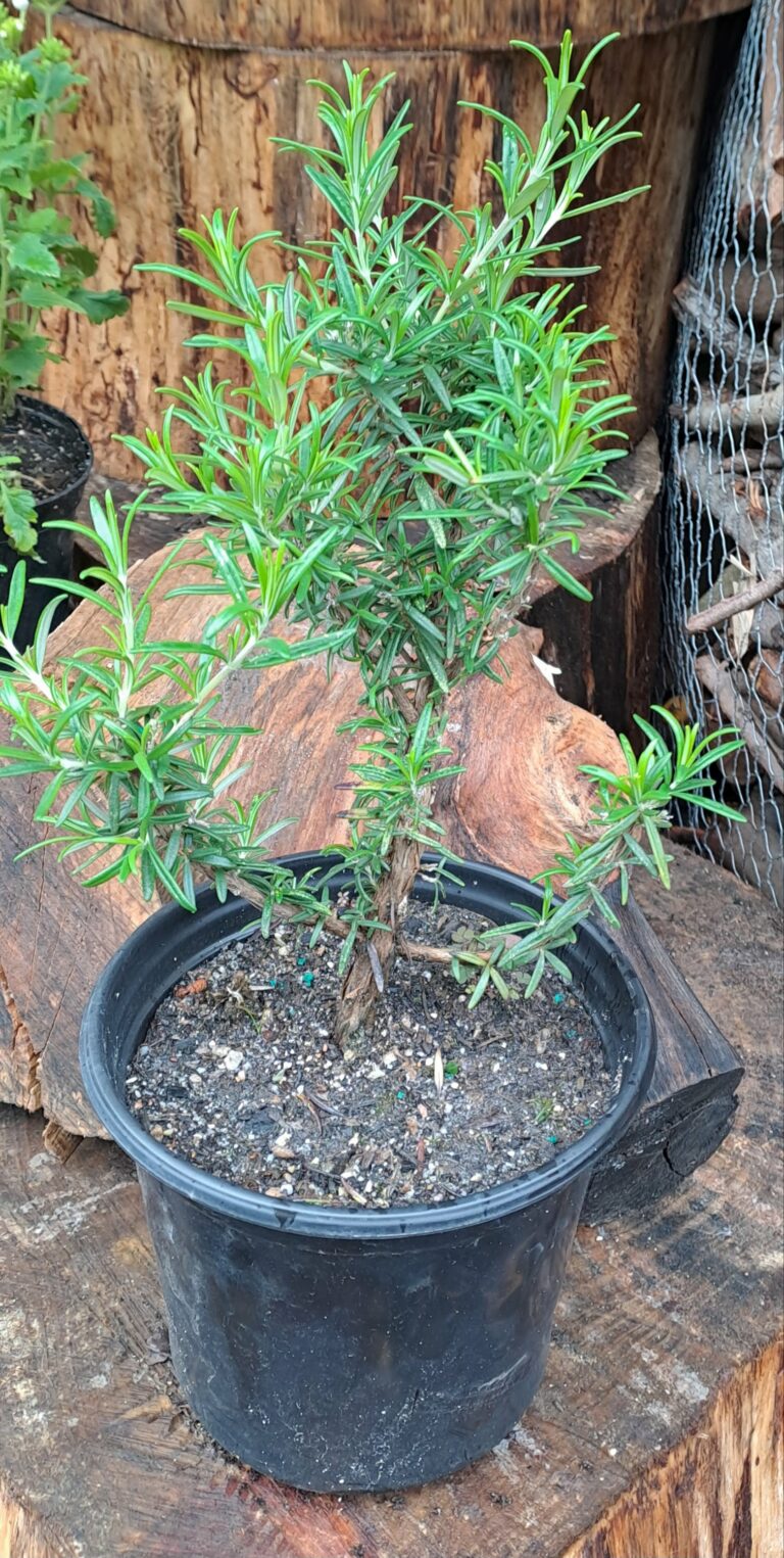 1000200651-scaled.jpg Rosemary