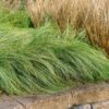 1000202457.jpg CAREX COMANS Leatherleaf Sedge - Amazon Mist 3L