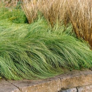 1000202457.jpg CAREX COMANS Leatherleaf Sedge - Amazon Mist 3L