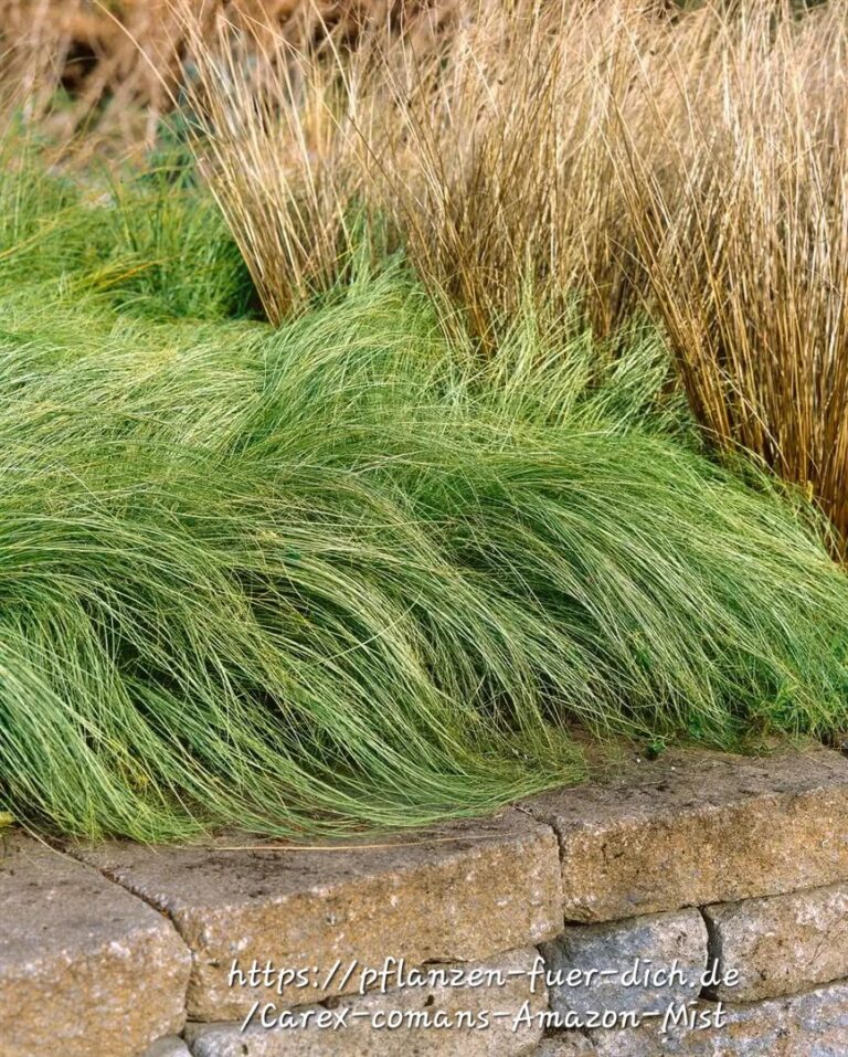 1000202457.jpg CAREX COMANS Leatherleaf Sedge - Amazon Mist 3L